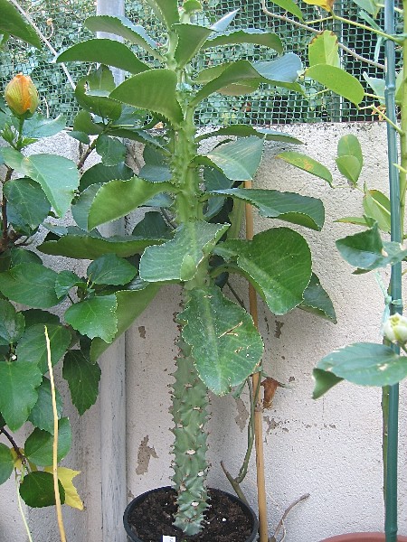 [Foto de planta, jardin, jardineria]