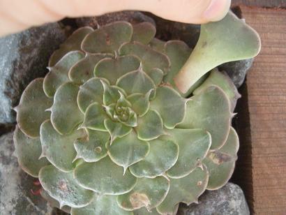 [Foto de planta, jardin, jardineria]