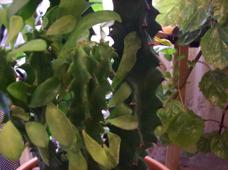 [Foto de planta, jardin, jardineria]