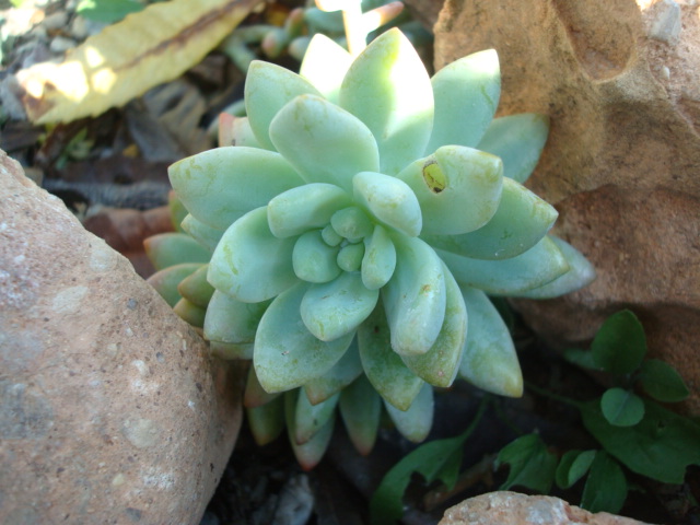 [Foto de planta, jardin, jardineria]