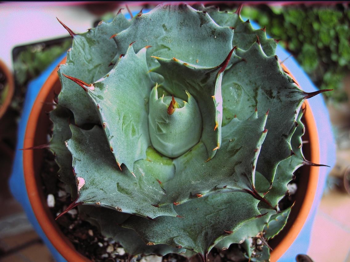 [Foto de planta, jardin, jardineria]