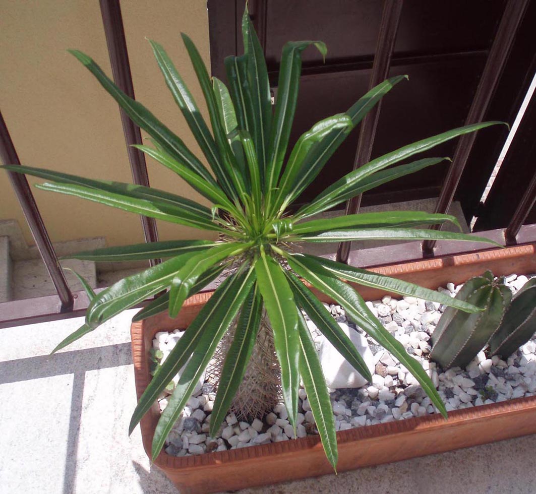 [Foto de planta, jardin, jardineria]