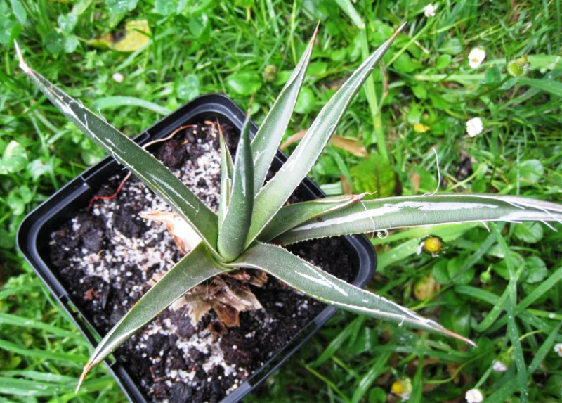 [Foto de planta, jardin, jardineria]