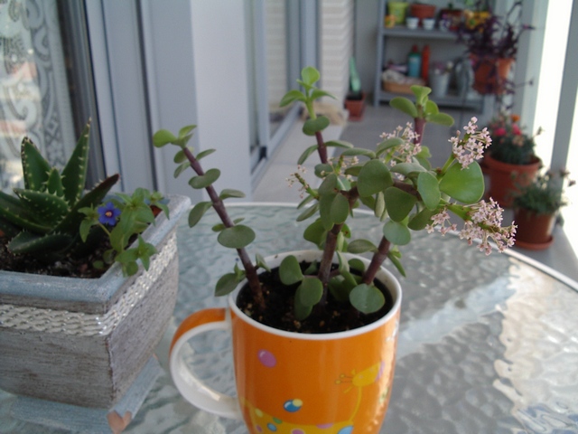 [Foto de planta, jardin, jardineria]