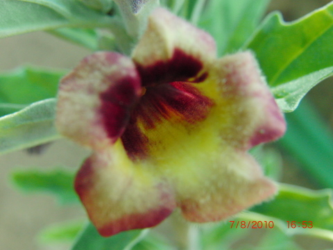 [Foto de planta, jardin, jardineria]