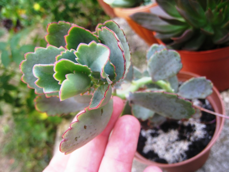 [Foto de planta, jardin, jardineria]
