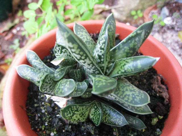 [Foto de planta, jardin, jardineria]