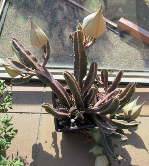 [Foto de planta, jardin, jardineria]
