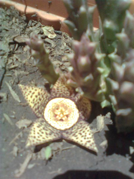 [Foto de planta, jardin, jardineria]