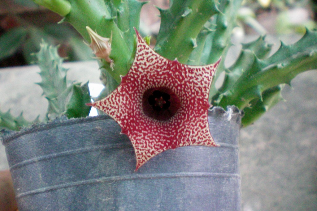 [Foto de planta, jardin, jardineria]
