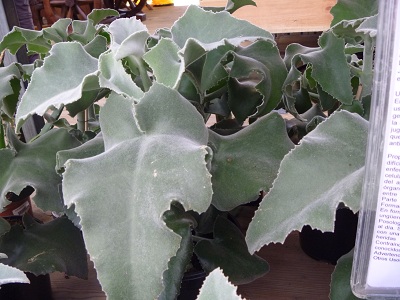 [Foto de planta, jardin, jardineria]