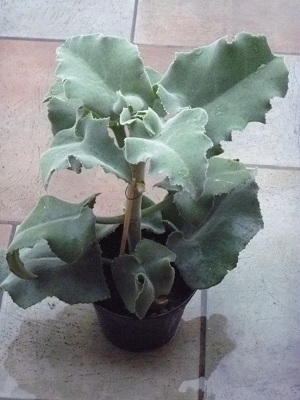 [Foto de planta, jardin, jardineria]