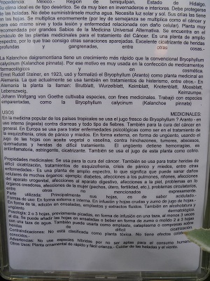 [Foto de planta, jardin, jardineria]