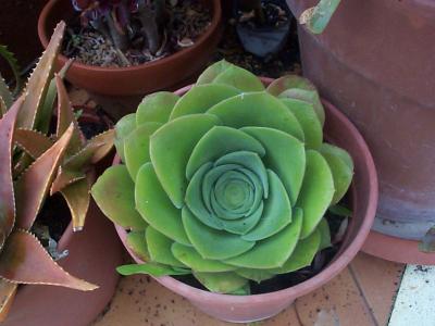 [Foto de planta, jardin, jardineria]