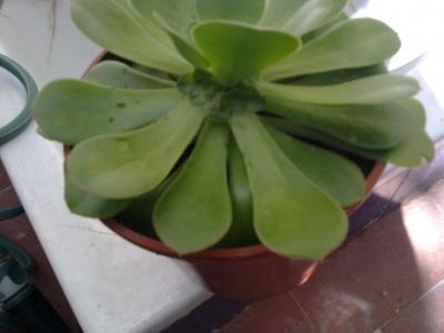 [Foto de planta, jardin, jardineria]