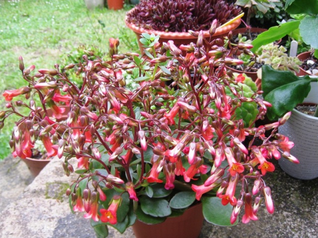 [Foto de planta, jardin, jardineria]