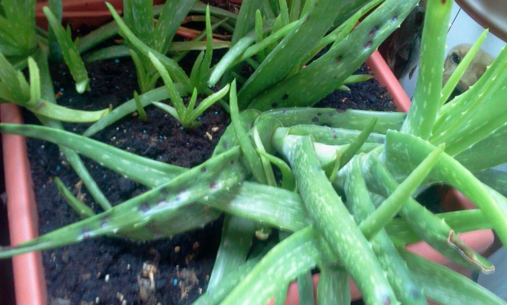 [Foto de planta, jardin, jardineria]