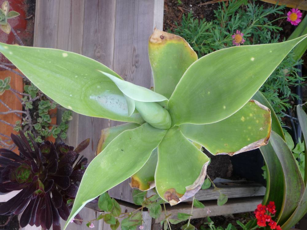 [Foto de planta, jardin, jardineria]