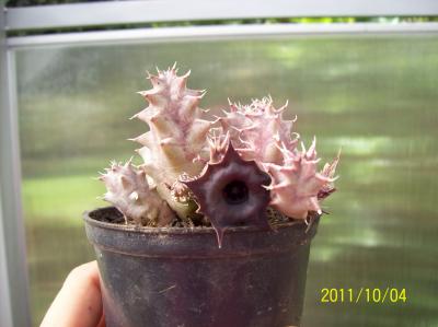[Foto de planta, jardin, jardineria]