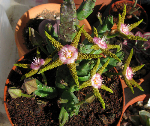 [Foto de planta, jardin, jardineria]