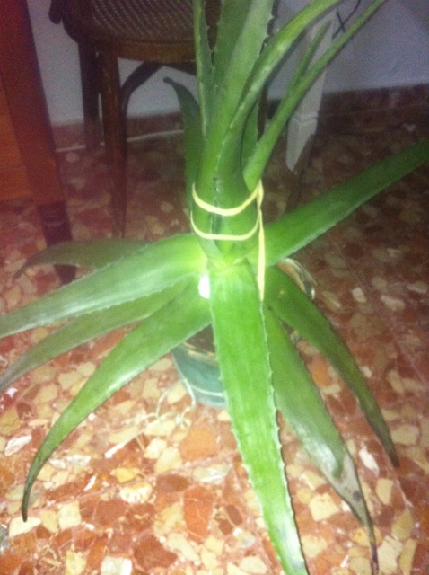 [Foto de planta, jardin, jardineria]