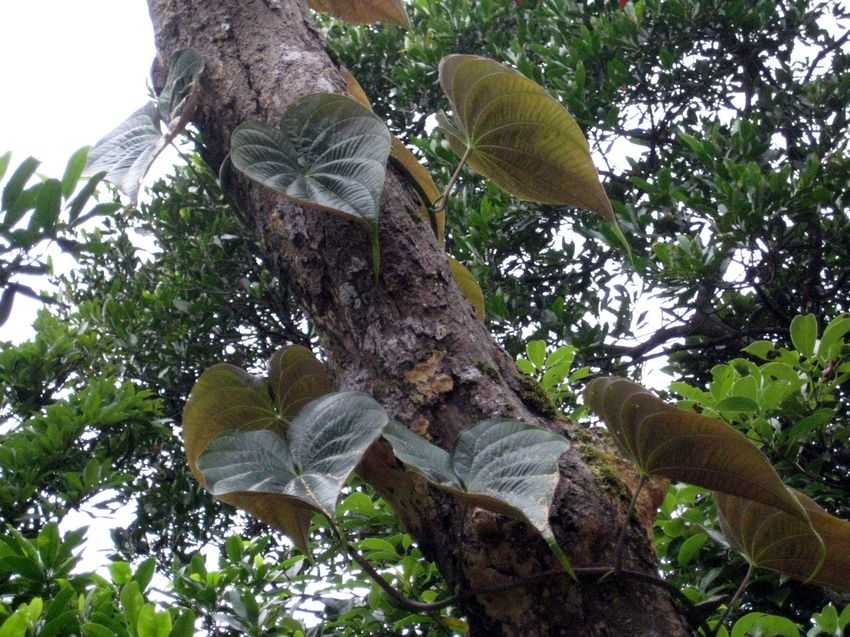 [Foto de planta, jardin, jardineria]