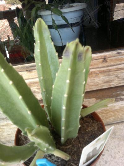 [Foto de planta, jardin, jardineria]