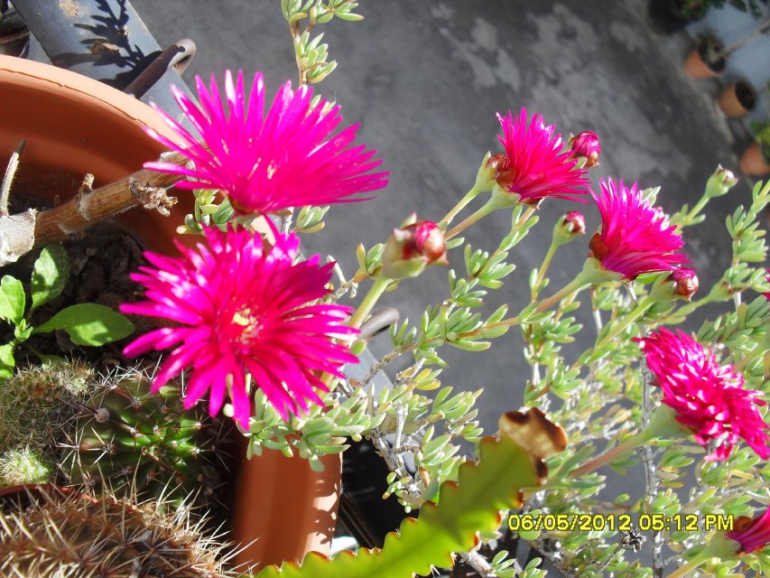 [Foto de planta, jardin, jardineria]