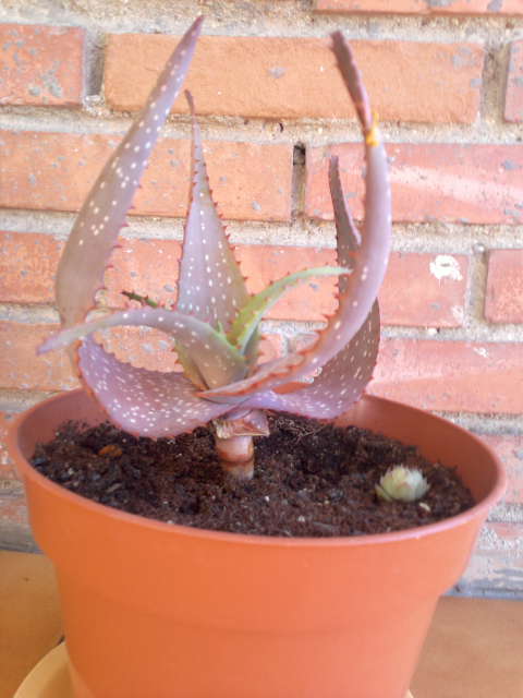 [Foto de planta, jardin, jardineria]