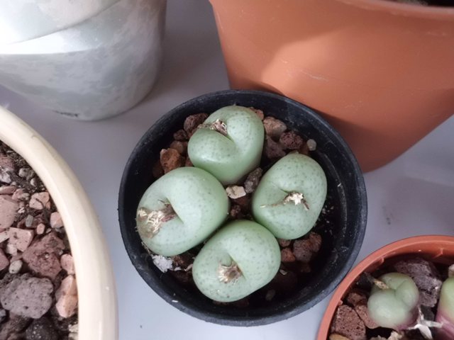 [Foto de planta, jardin, jardineria]
