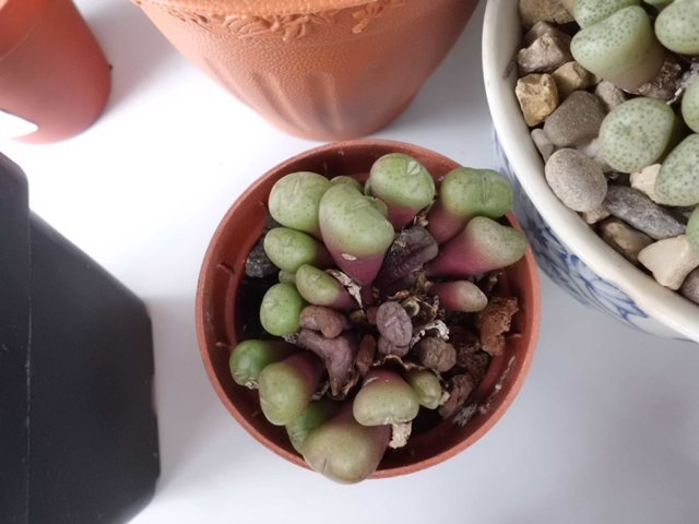 [Foto de planta, jardin, jardineria]