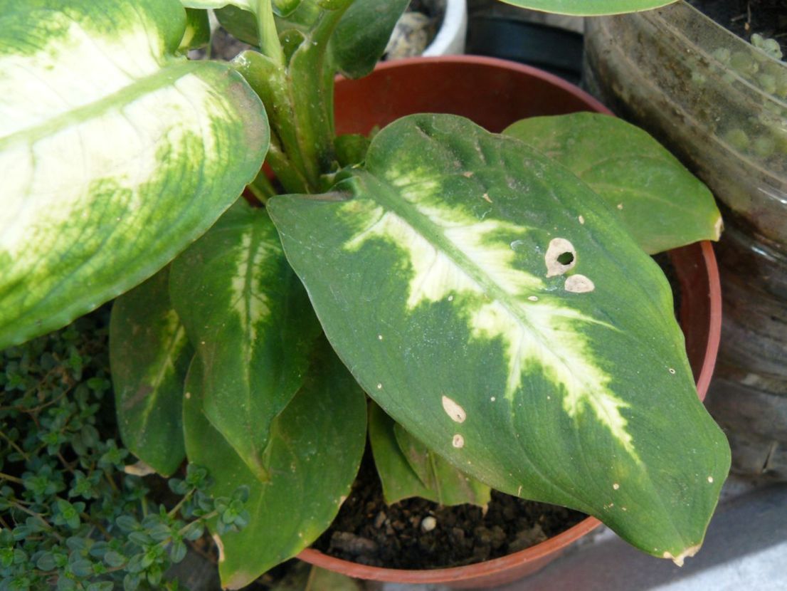 [Foto de planta, jardin, jardineria]