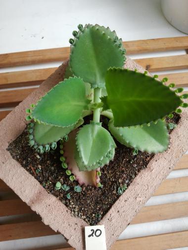 [Foto de planta, jardin, jardineria]