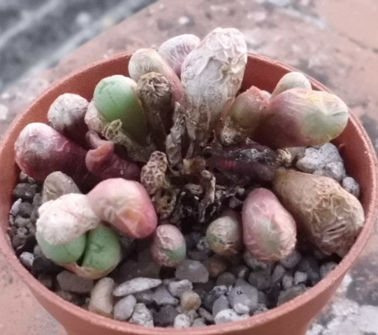 [Foto de planta, jardin, jardineria]