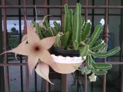 [Foto de planta, jardin, jardineria]