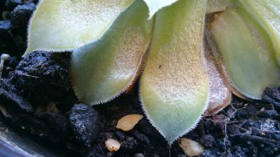 [Foto de planta, jardin, jardineria]