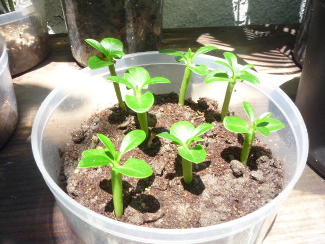 [Foto de planta, jardin, jardineria]