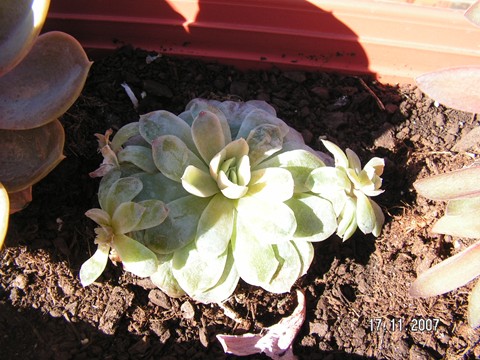 [Foto de planta, jardin, jardineria]