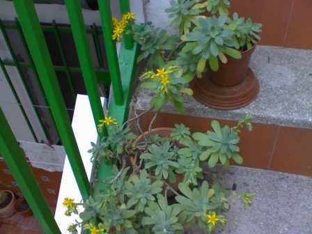 [Foto de planta, jardin, jardineria]
