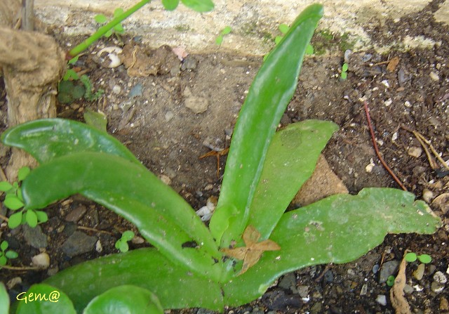 [Foto de planta, jardin, jardineria]
