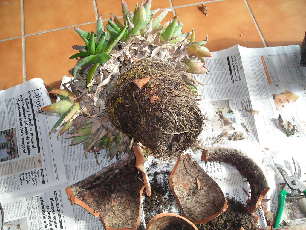 [Foto de planta, jardin, jardineria]