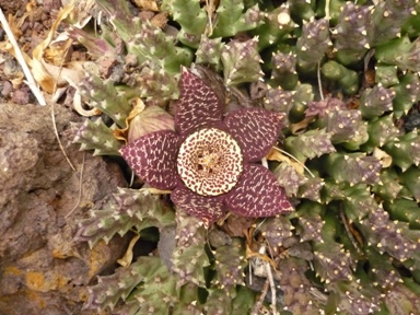 [Foto de planta, jardin, jardineria]