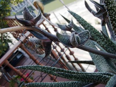 [Foto de planta, jardin, jardineria]
