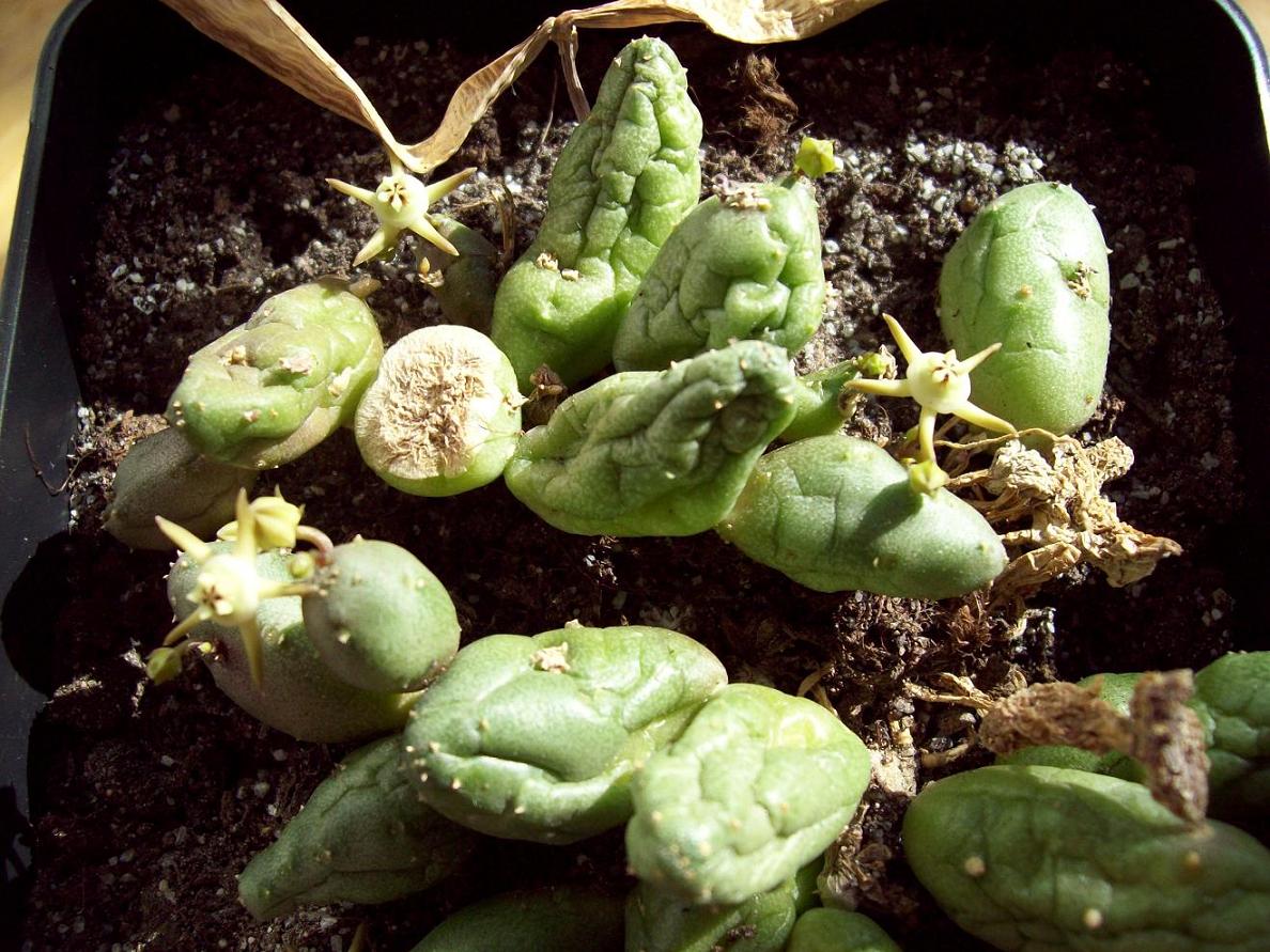 [Foto de planta, jardin, jardineria]