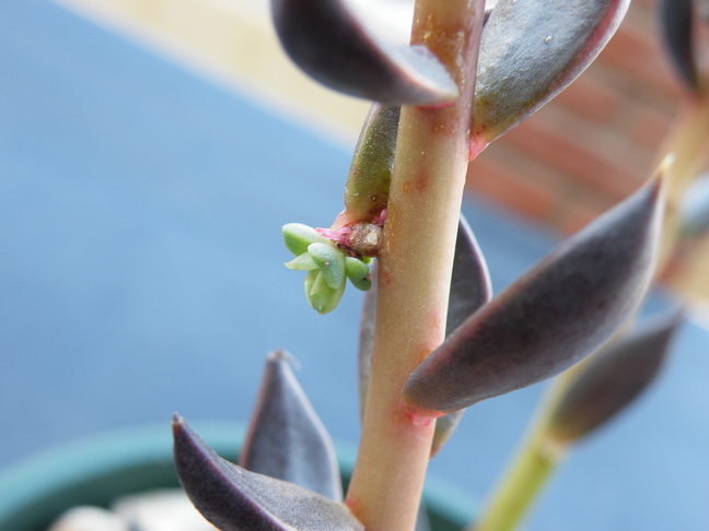 [Foto de planta, jardin, jardineria]