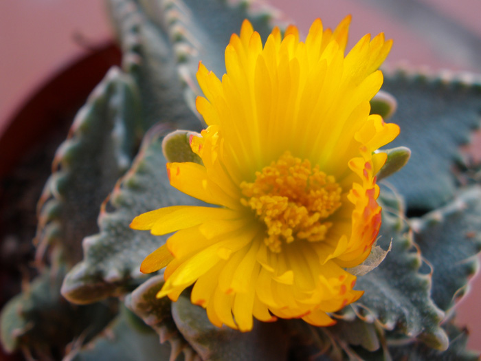 [Foto de planta, jardin, jardineria]