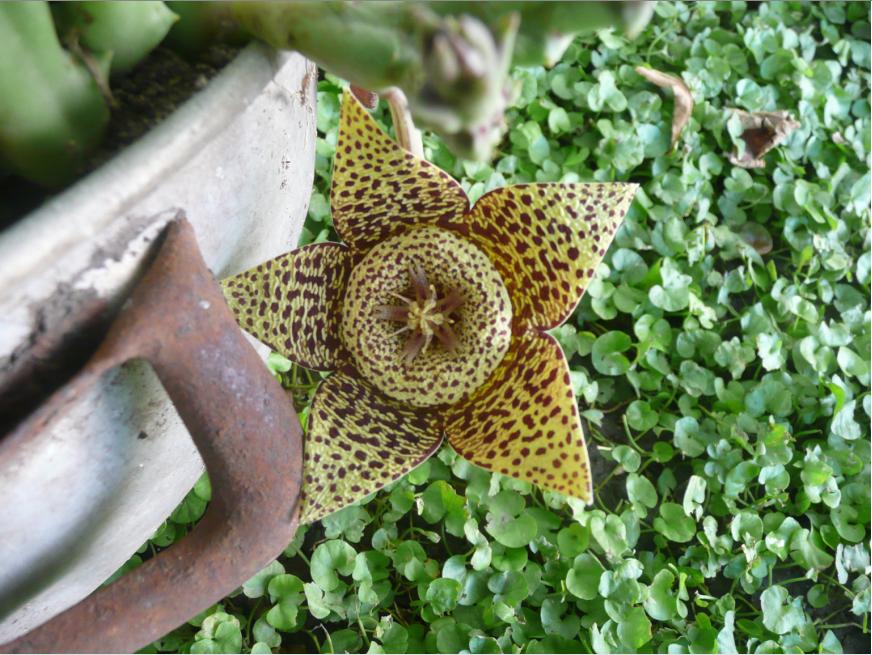 [Foto de planta, jardin, jardineria]