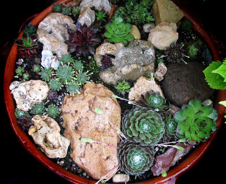 [Foto de planta, jardin, jardineria]