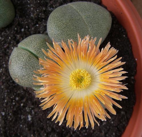 [Foto de planta, jardin, jardineria]