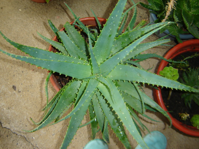 [Foto de planta, jardin, jardineria]